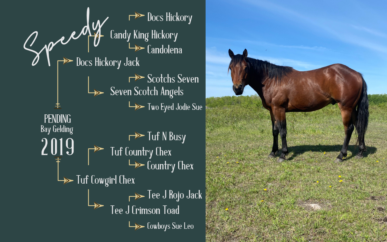 Bay Roping Quarter Horse Gelding at Kehler Colts