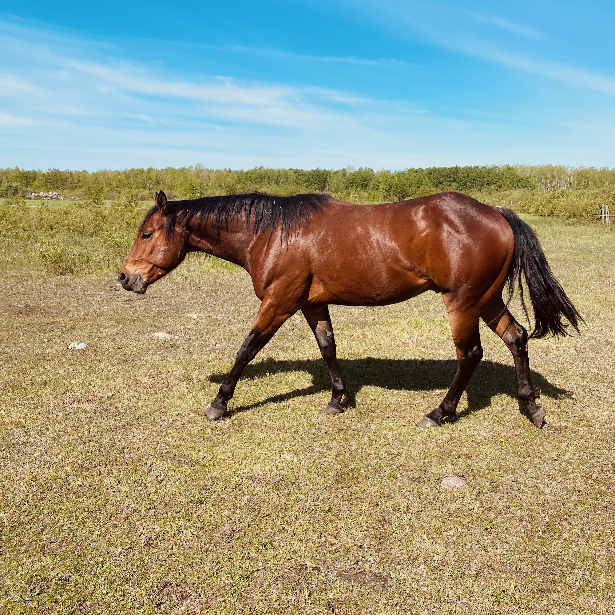 Bay Roping Quarter Horse Gelding at Kehler Colts