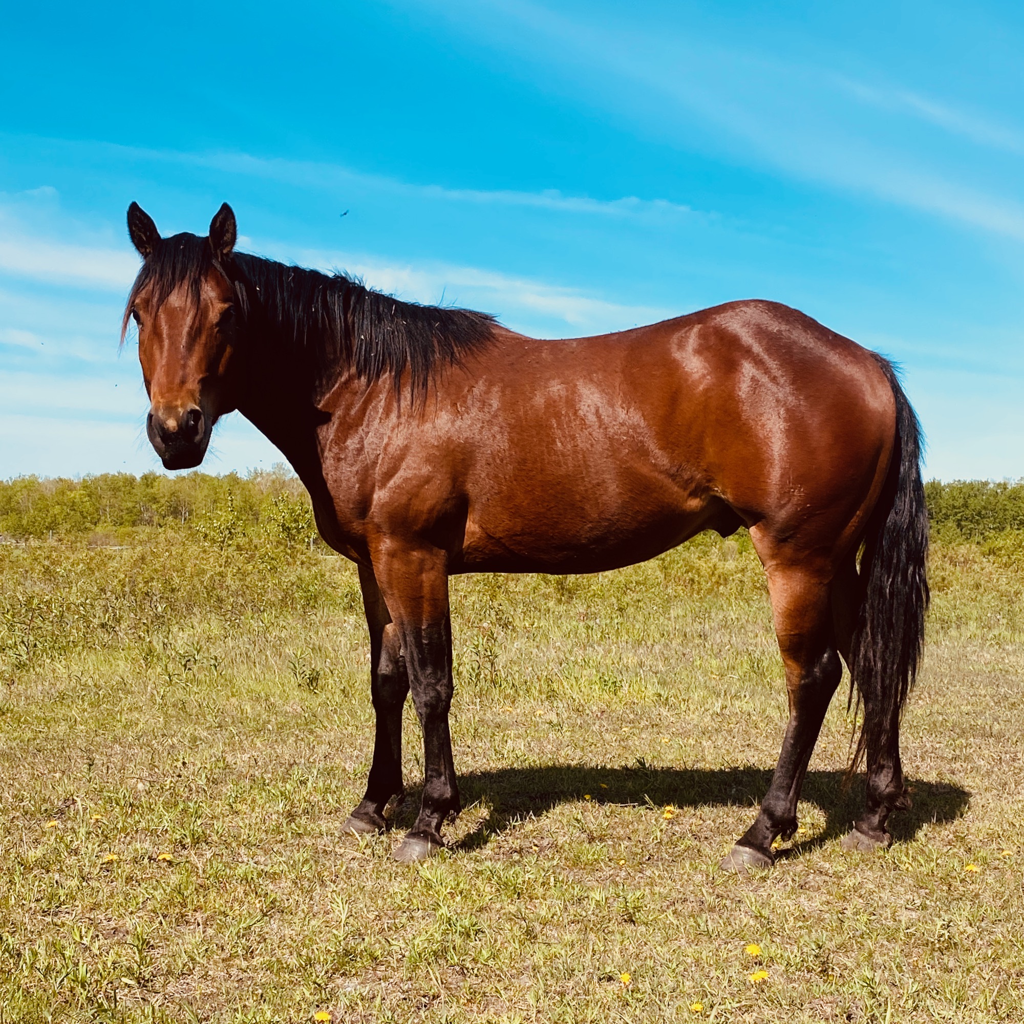 Bay Roping Quarter Horse Gelding at Kehler Colts