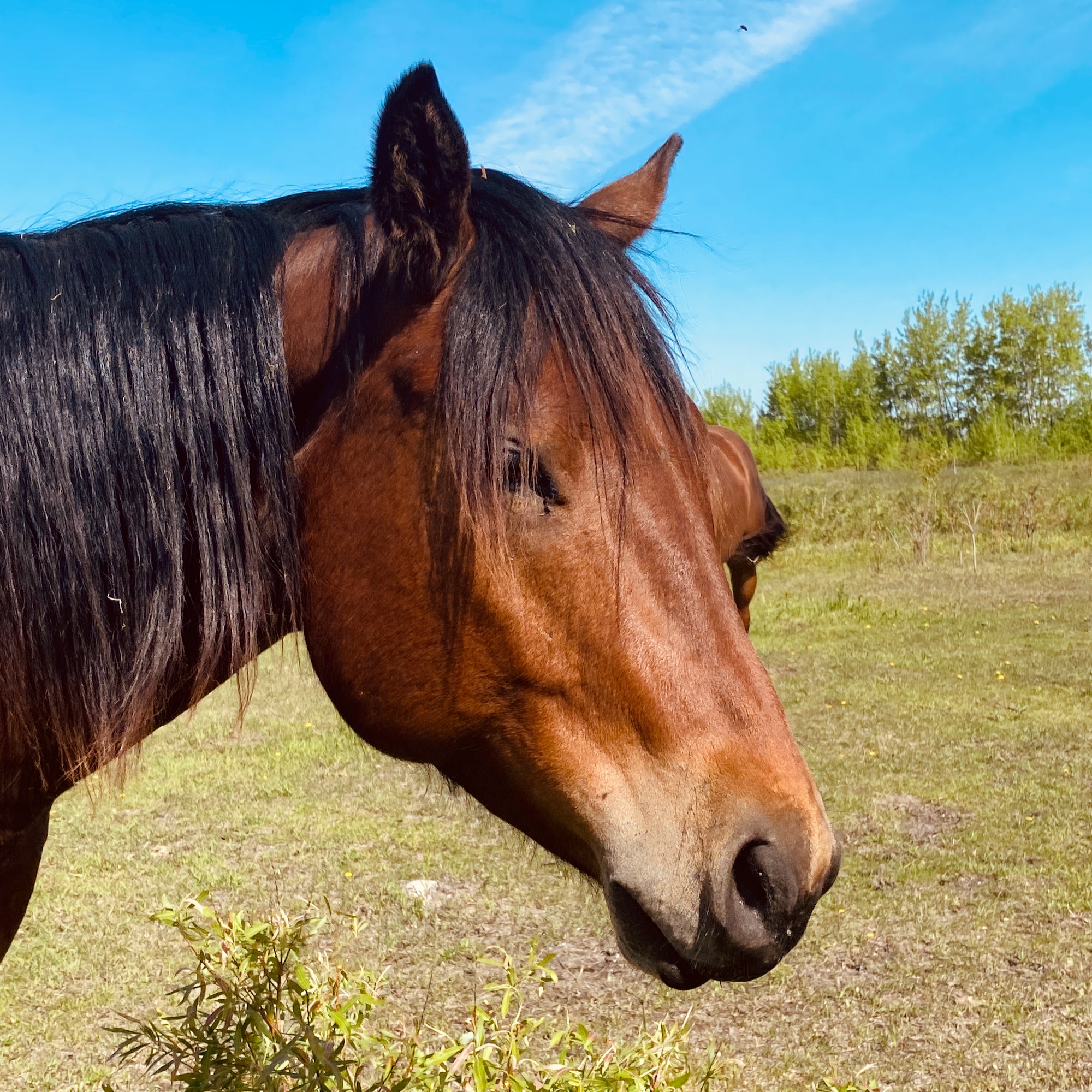 Bay Roping Quarter Horse Gelding at Kehler Colts