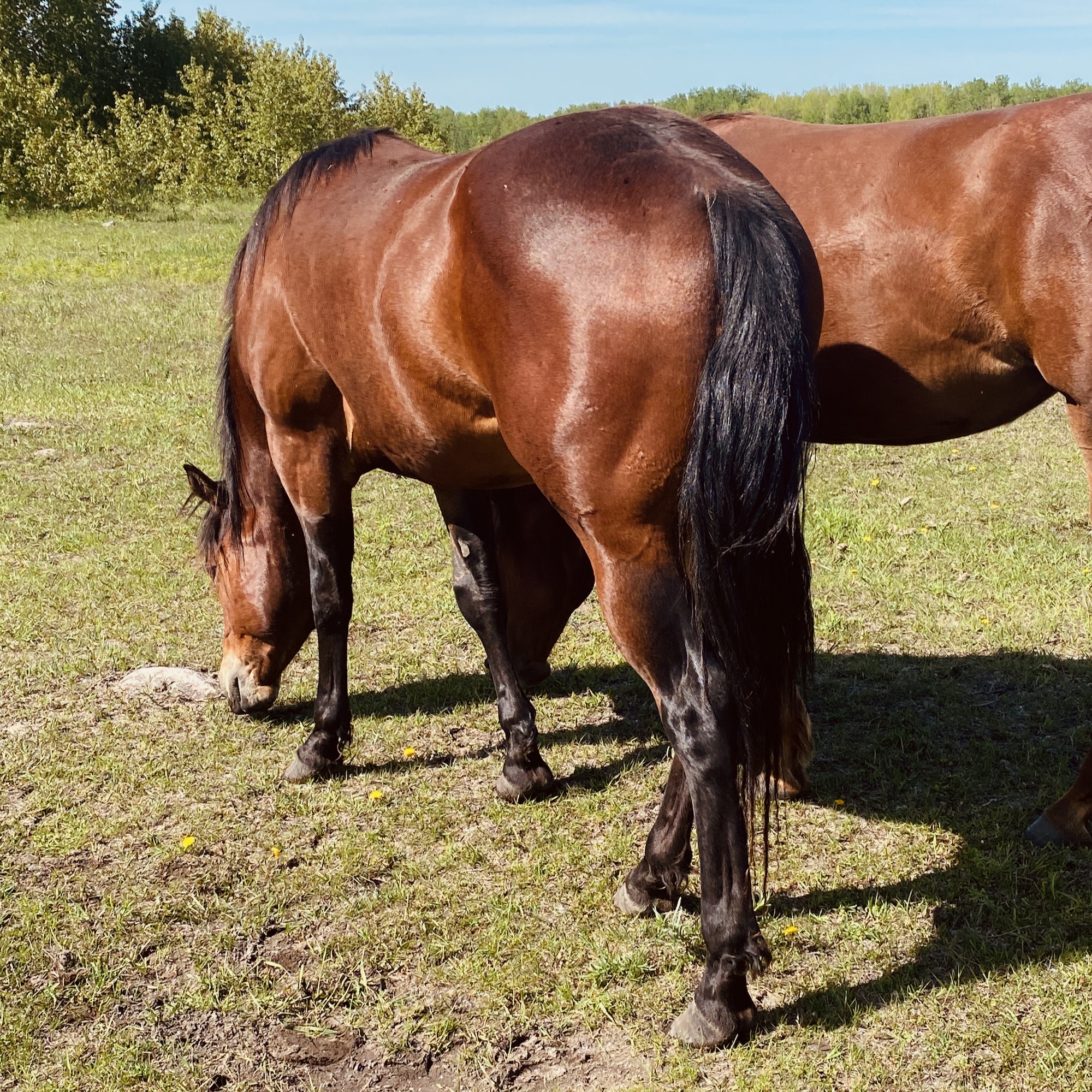 Bay Roping Quarter Horse Gelding at Kehler Colts