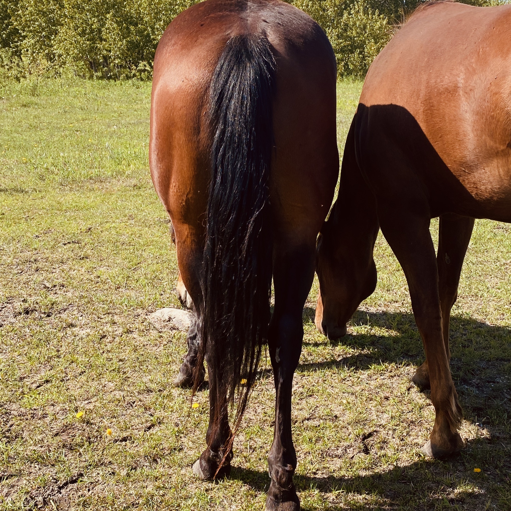 Bay Roping Quarter Horse Gelding at Kehler Colts