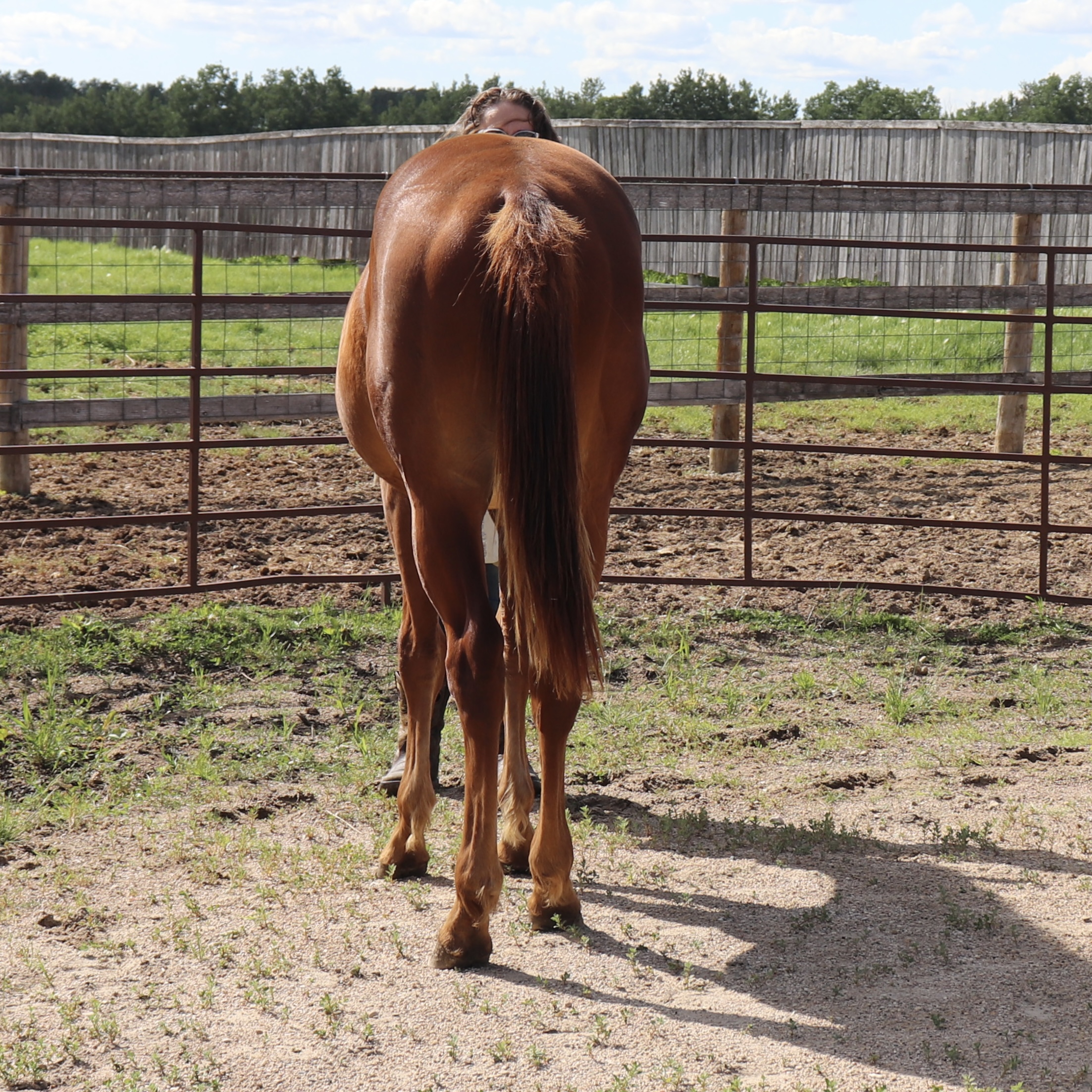 Sorrel quarter horse colt