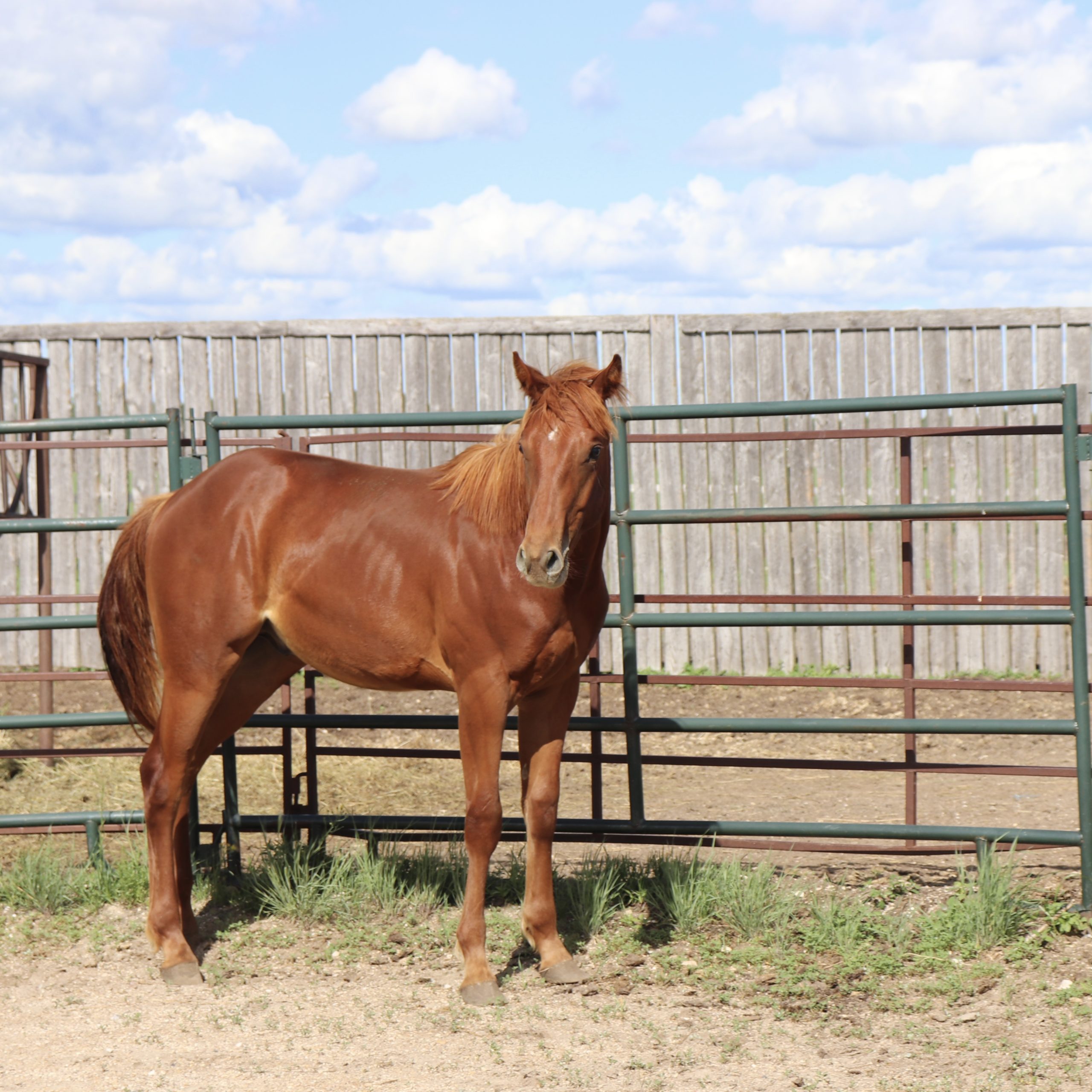 Sorrel Quarter Horse Colt