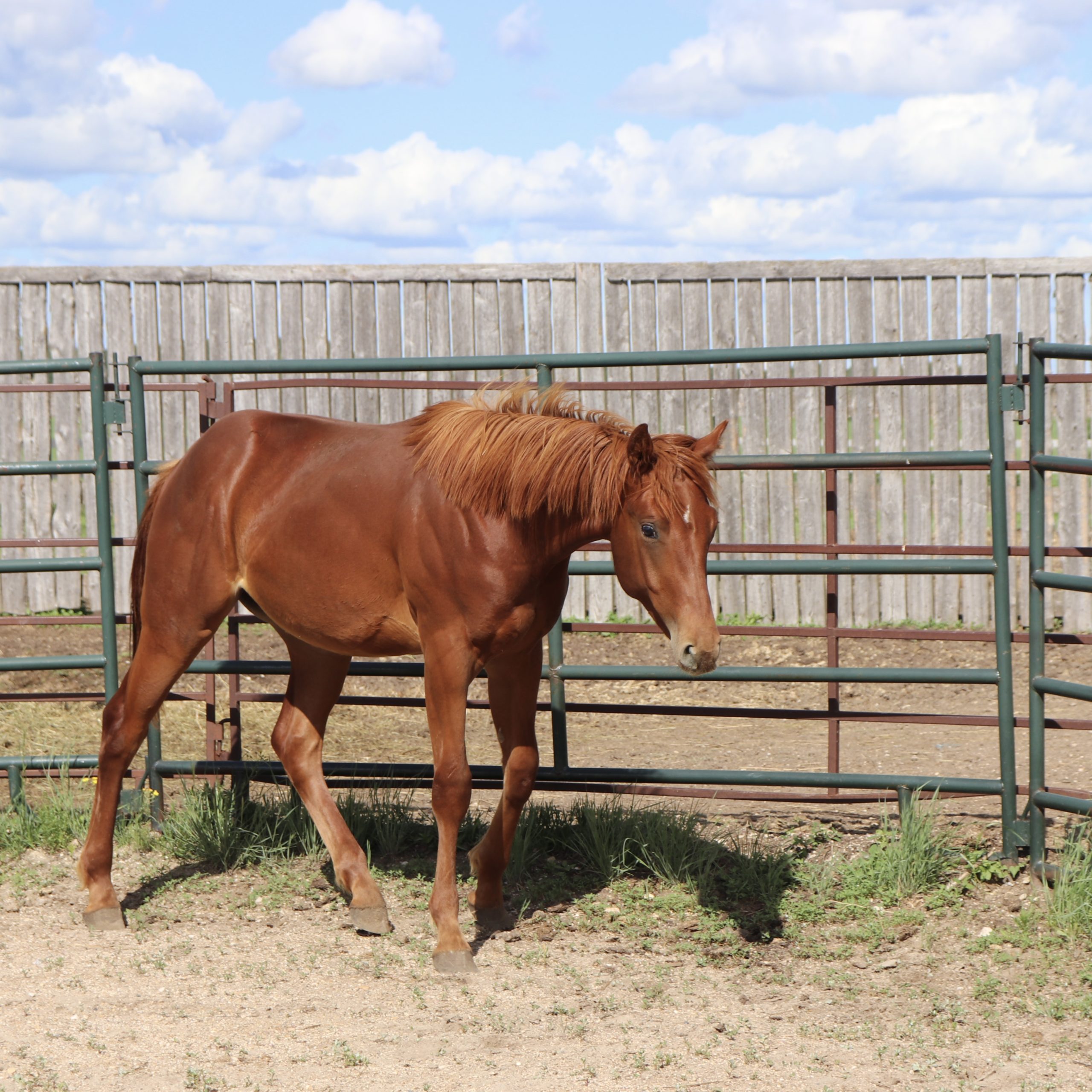 sorrel quarter horse colt